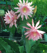 Pink Padre Epiphyllum